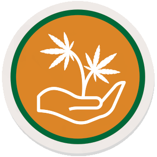 Coltivazione della canapa